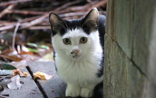 女子免费领养猫咪陷入“猫贷”纠纷,女子免费领养猫咪陷入猫贷纠纷，适用计划解析,平衡策略指导_绝版62.91.79