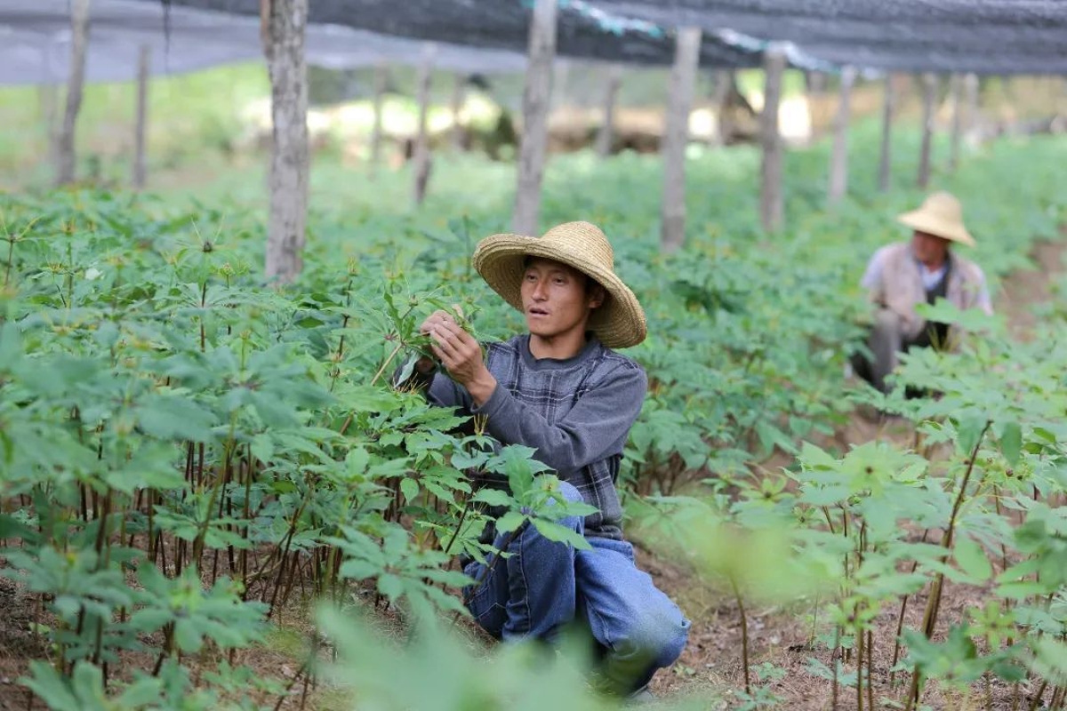 中药材种植基地