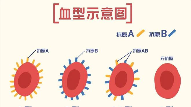 血型能判断亲子关系吗,血型能判断亲子关系吗？——状况分析解析说明,资源策略实施_绝版78.78.99