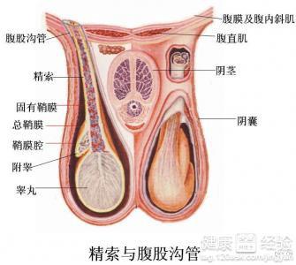 前列腺睾丸痛吃什么药