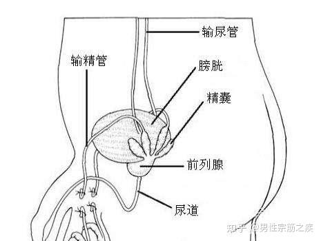 前列腺痛在哪个位置