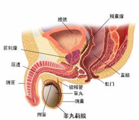 前列腺钙化灶是怎么回事