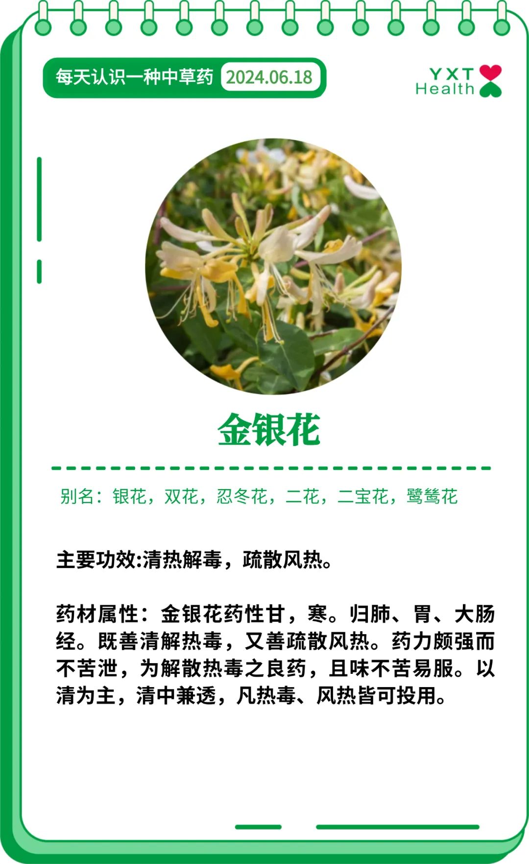 蚕豆病用药禁忌中药 金银花