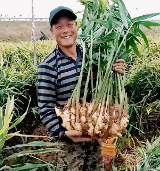 辛辣食材有什么