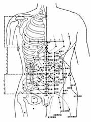 腹部肌肉分布图