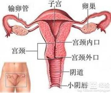 生物网片治疗子宫脱垂