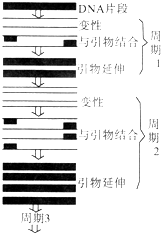 pcr扩增仪有哪些种类