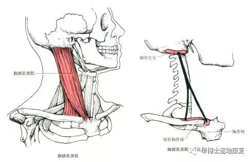 取印模时被动肌功能修整方法是