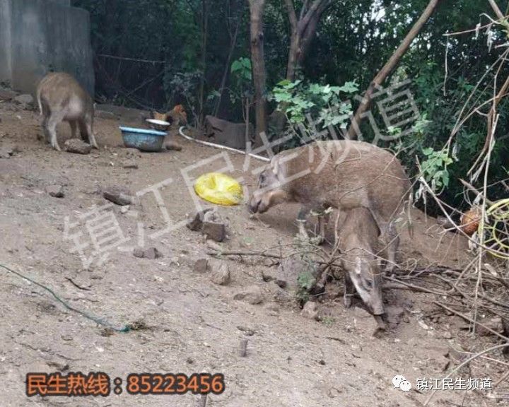 捕食野猪