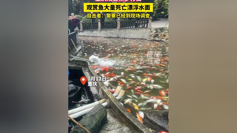 步行街观赏鱼离奇大量死亡事件