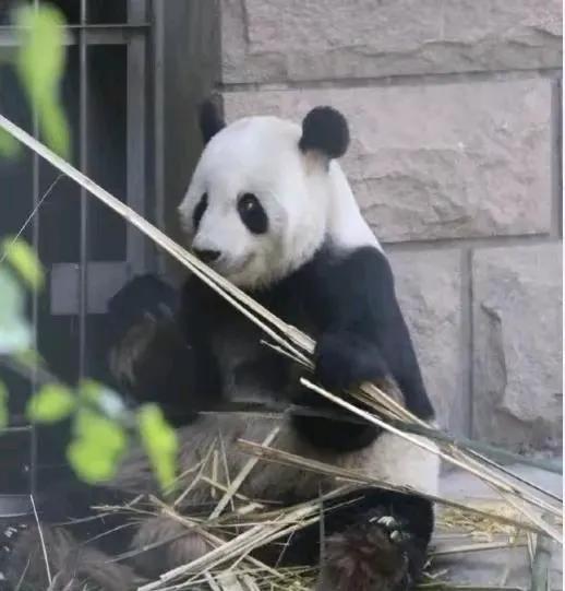 北动将暂时停更大熊猫古古视频