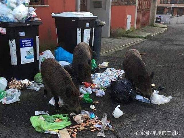 印度野猪超市疯狂闹事