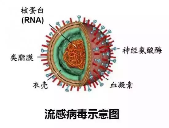 甲流传染性