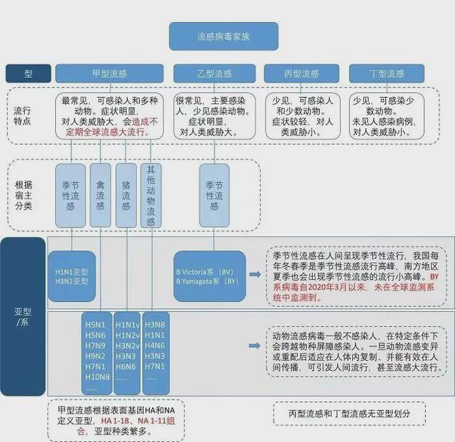 流感阳性率快速上升 如何预防？