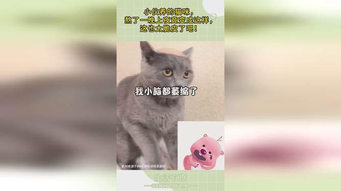 猫：大半夜人瘾犯了