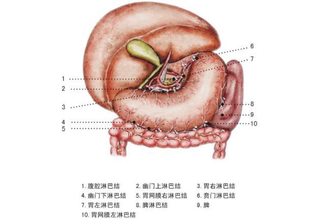 胃里长结石